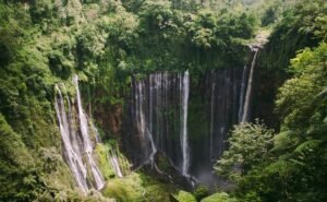 Hutan Indonesia Emisi