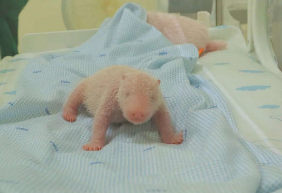 Bayi Panda Taman Safari Haijatim Panda Taman Safari Indonesia