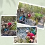 TPS Bibit Mangrove