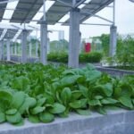 Panen Raya Smart Agrivoltaic ITS