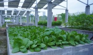 Panen Raya Smart Agrivoltaic ITS