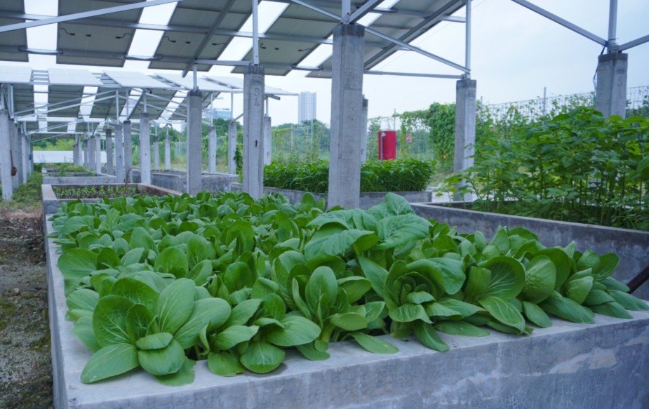 Panen Raya Smart Agrivoltaic ITS