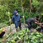 TPS Mangrove