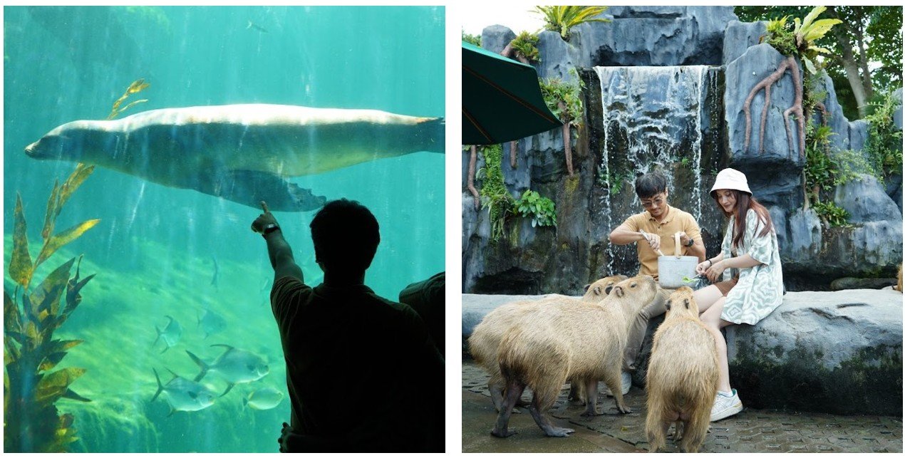 Marine Safari Bali